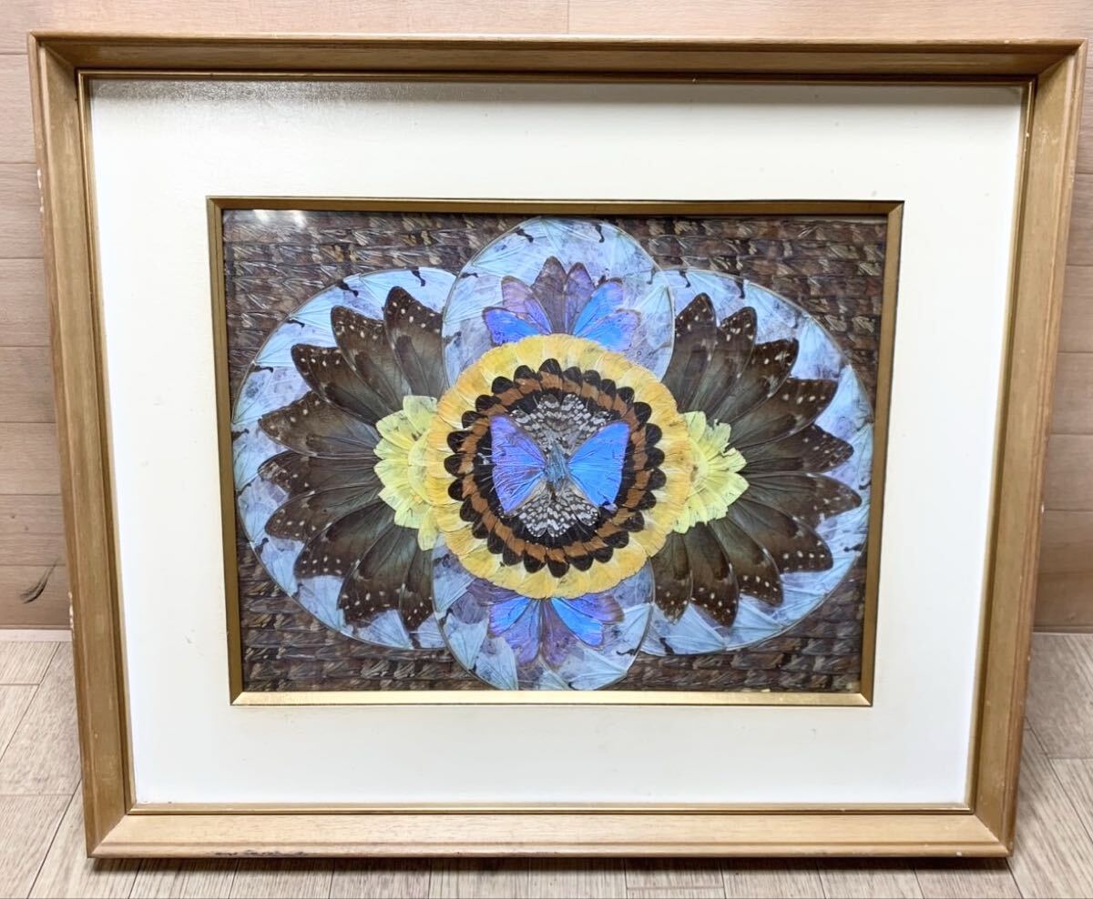 蝶羽画 モルフォ蝶 額入り 羽根細工 翅 絵画 芸術 昆虫 標本 アート 美術 インテリア Z19