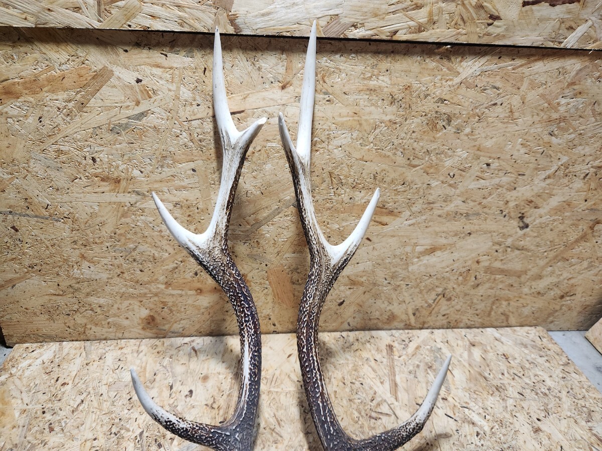 鹿の角 鹿角 鹿 角 2本セット オブジェ インテリア 天然物 天然 DIY M 1