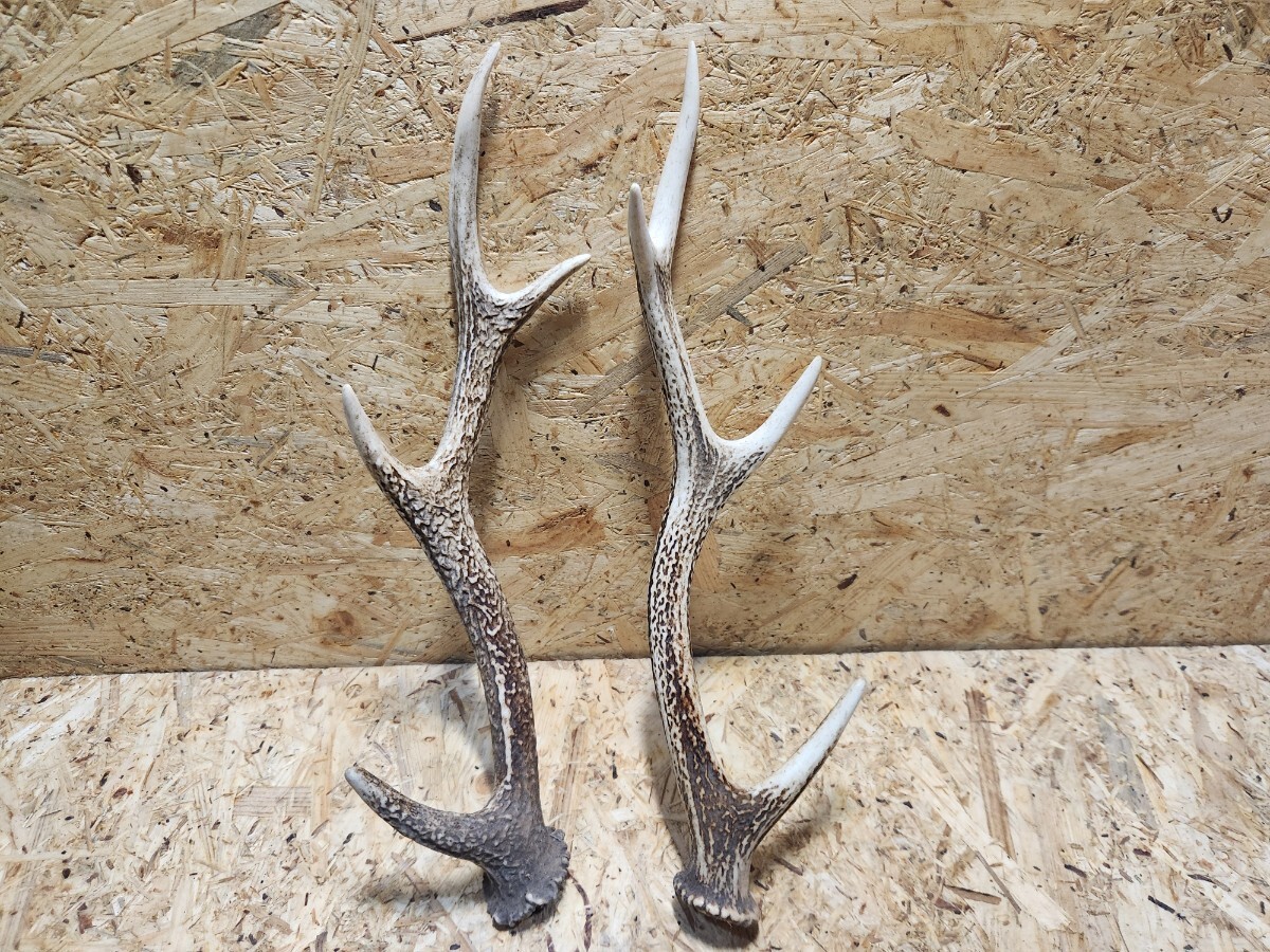 鹿の角 鹿角 鹿 角 2本セット オブジェ インテリア 天然物 天然 DIY M 2
