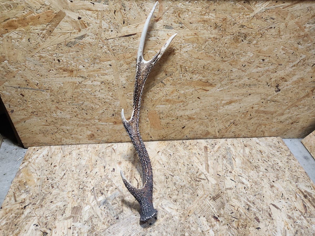 鹿の角 鹿角 鹿 角 1本のみ オブジェ インテリア 天然物 天然 DIY M 