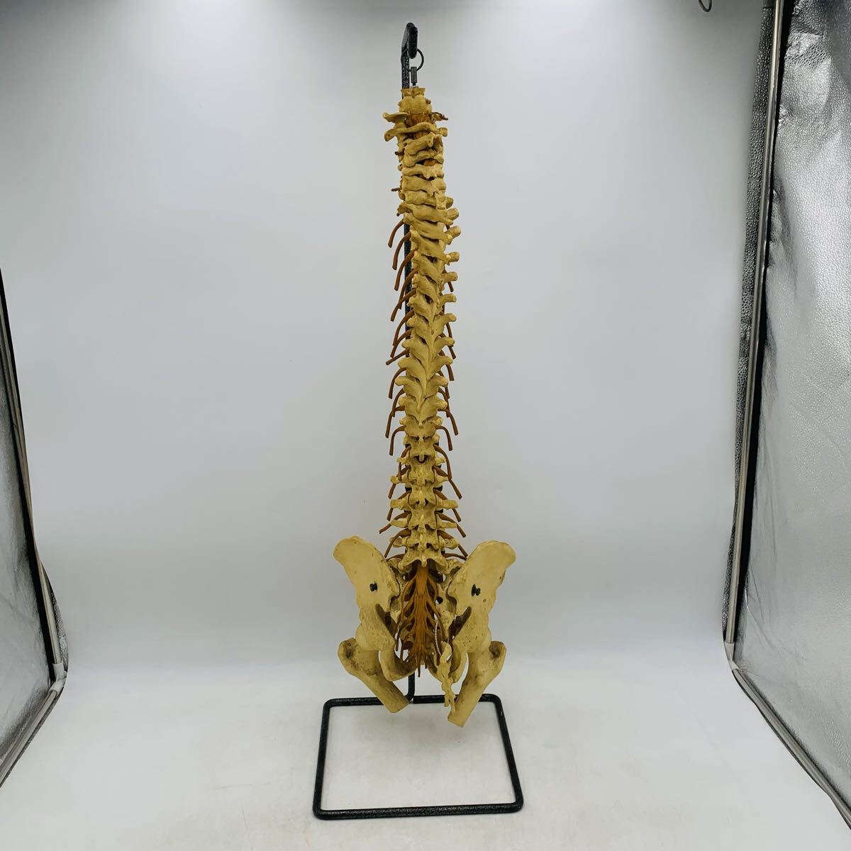 人体模型 脊椎 骨盤 解剖モデル 等身大 スタンド付 医療 教材 骨格標本 脊椎模型 整体 骨格模型 背骨 脊椎 医学 医療 