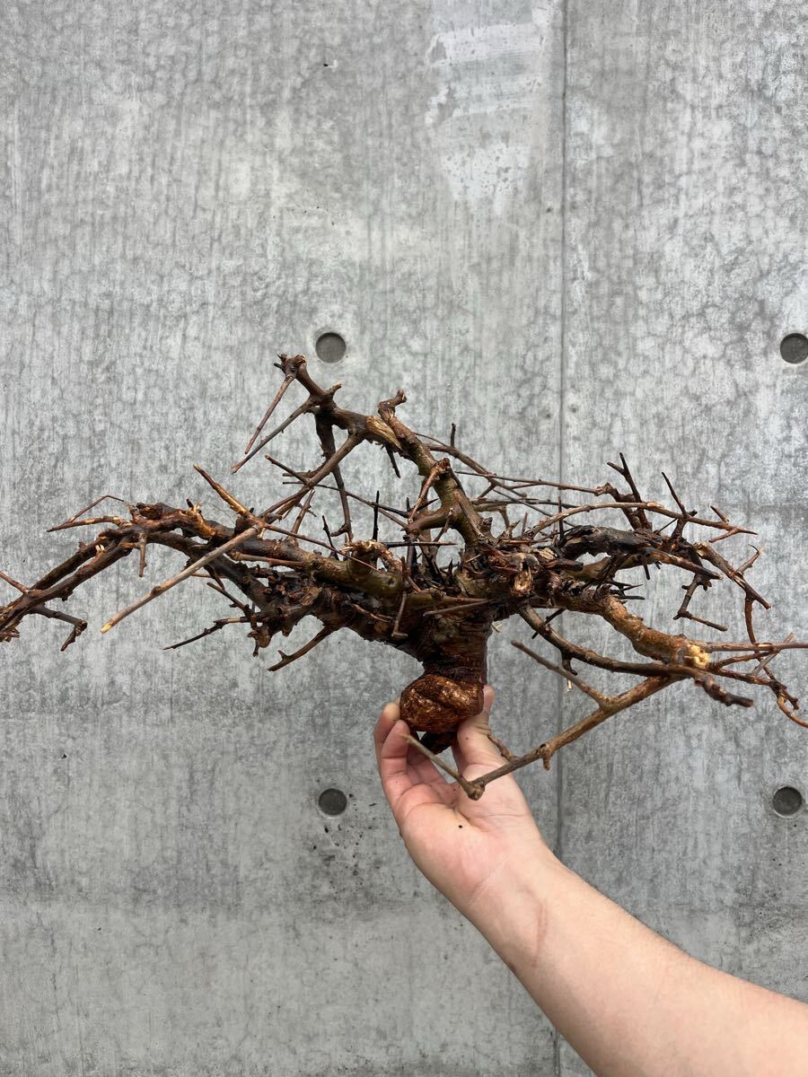 エチオピア産 黒肌 ボスウェリア ネグレクタ ②芽吹き多数 良型低重心 パキプス ミラビレ カタフ ペチュエリー アクレアータ ブラータ