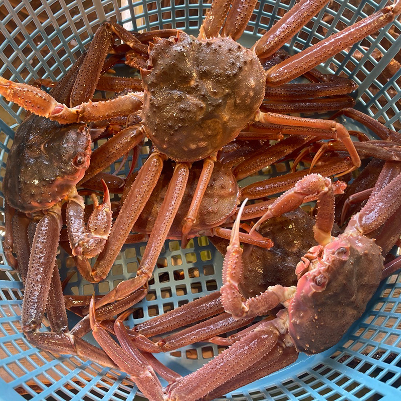 活蟹だから旨さが違う♪ 訳あり おおずわいがに 5.0kg詰め 7～16尾入り （足折れ・1から3折れ）　(茹でたて発送・活発送ご選択可能!!)