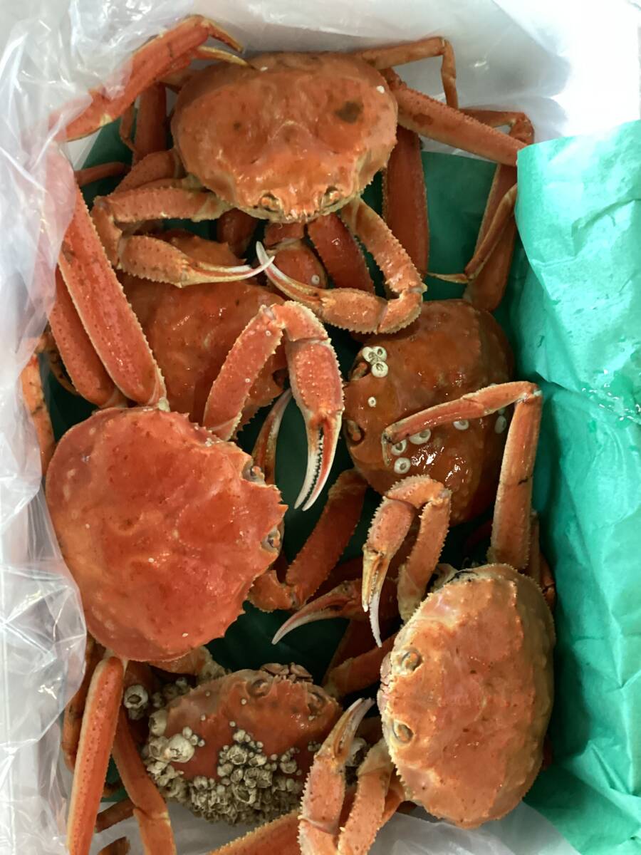 【現品限りセール！】北海道産　ボイルおおずわいがに姿（冷凍）訳あり　6尾で1.75キロ　足折れ品