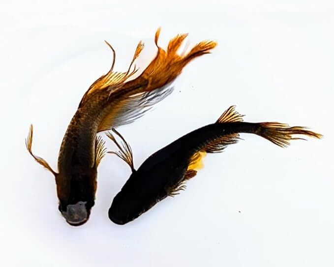 不知火 稚魚7匹保証3匹追加 メダカ水槽 メダカ種類 メダカの飼い方室内 メダカの飼い方 メダカの飼い方屋外