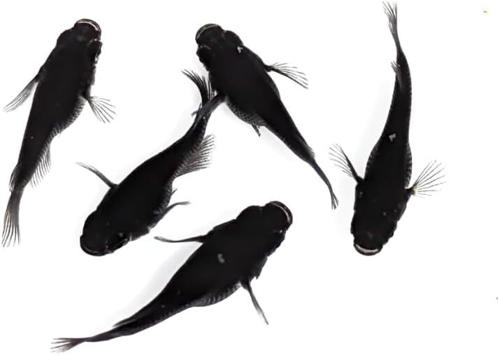 ブラックダイヤダルマ S稚魚7匹保証3匹追加 メダカ水槽 メダカ種類 メダカの飼い方室内 メダカの飼い方 メダカの飼い方屋外