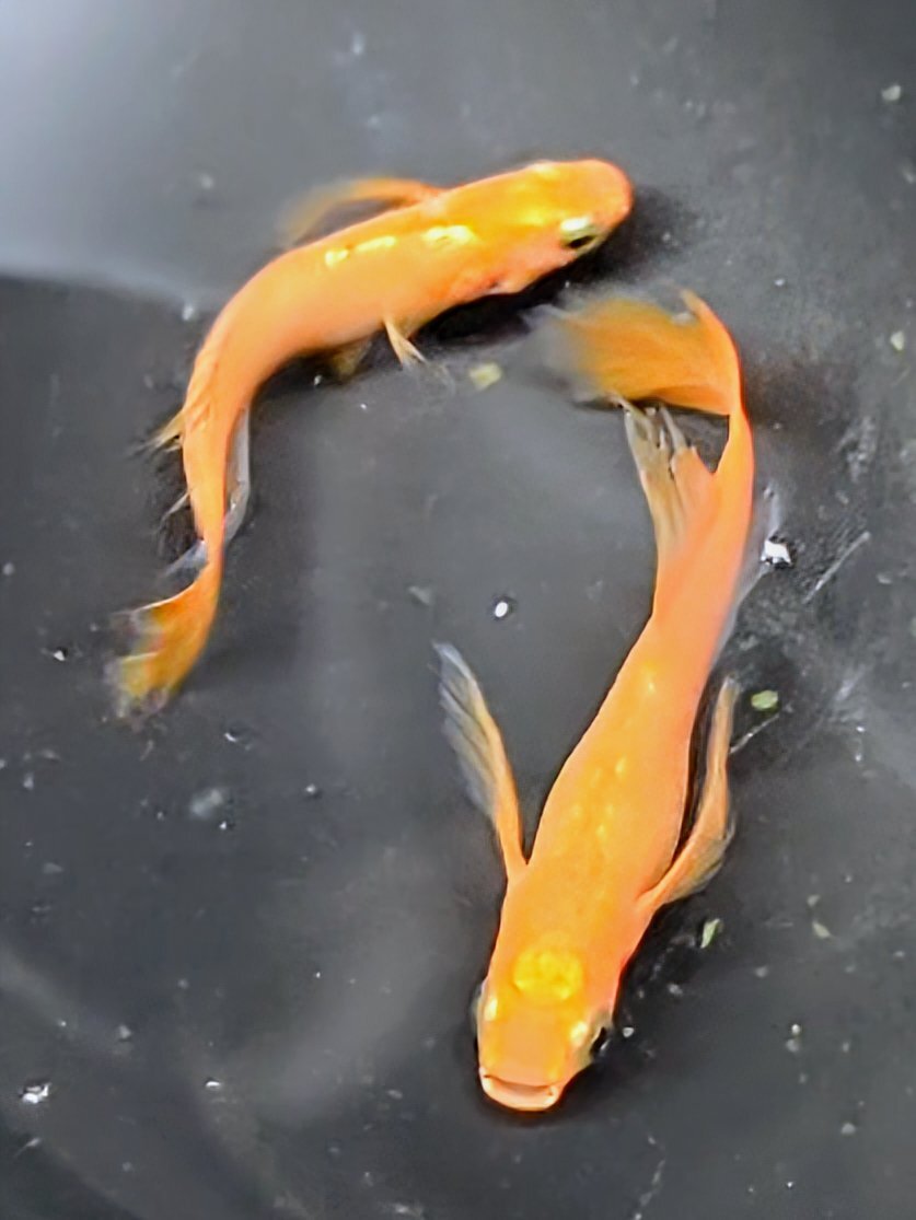 パーティードレス 若魚 #改良メダカ パーティードレス 若魚 2匹1ペア メダカ水槽 メダカ種類