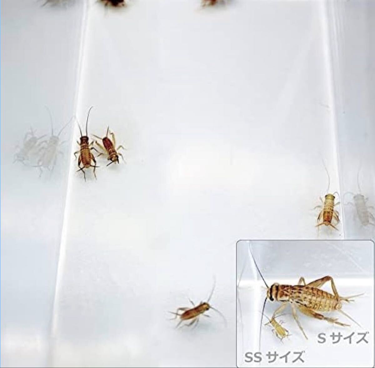 ヨーロッパイエコオロギ　SS　50匹　コオロギ　（　イエコ　こおろぎ　爬虫類のエサ　）