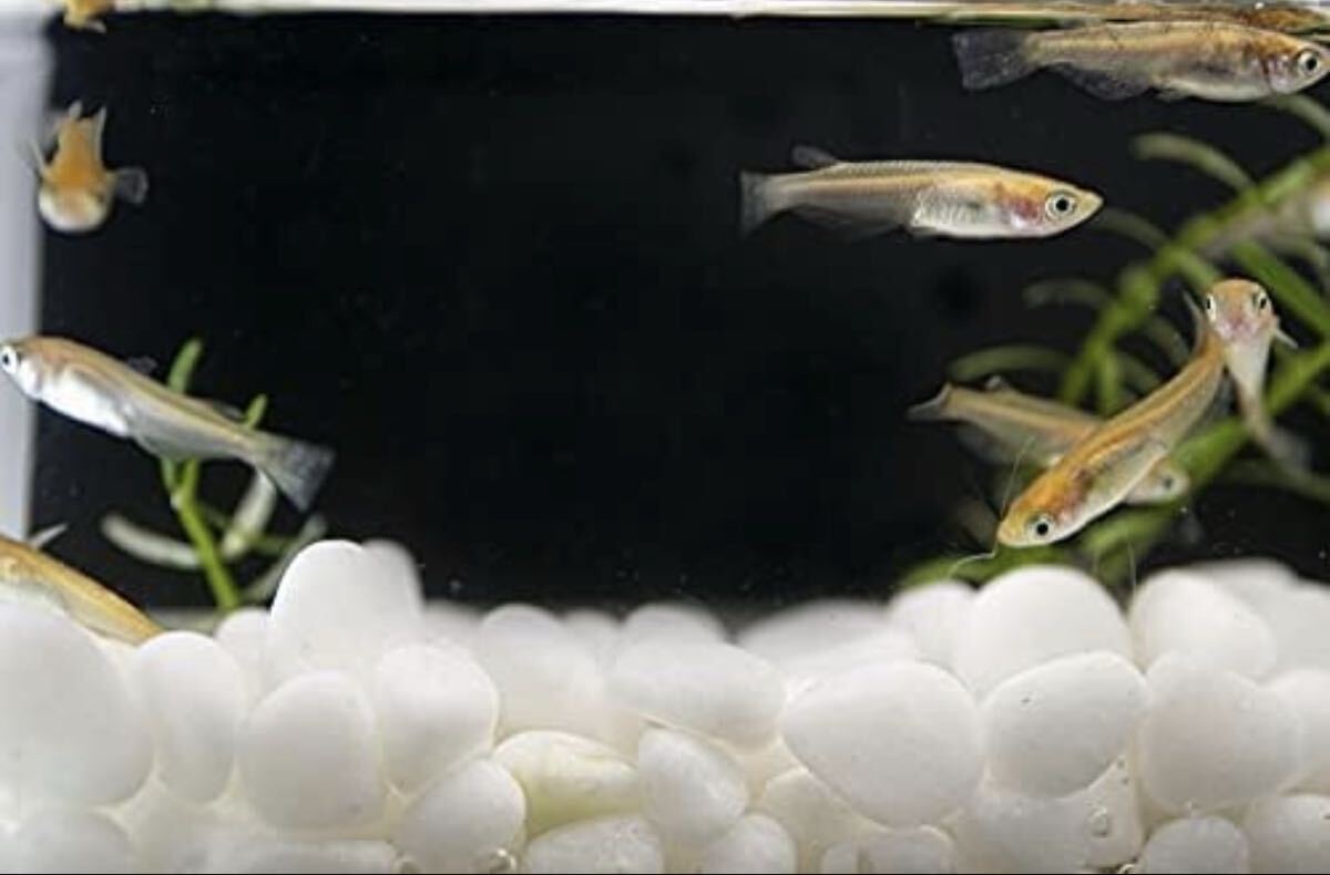 ヒメダカ　11匹　めだか　（　メダカ　大型魚のエサ　目高　エサ　アクアリウム　）