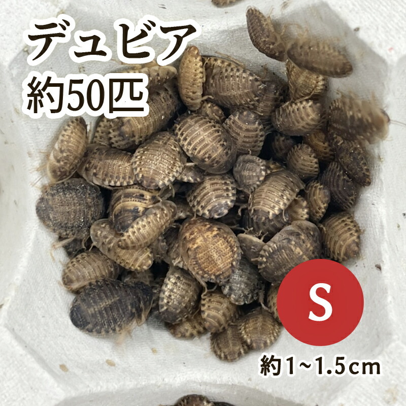 （生餌）デュビア（アルゼンチンモリゴキブリ） Sサイズ （50匹）