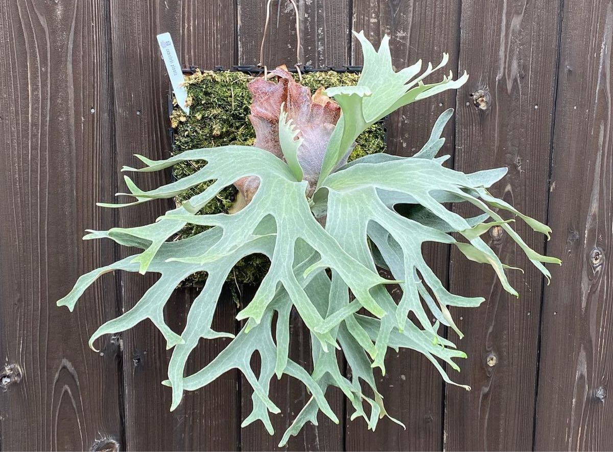 ■comolebi■ platycerium ビカクシダ コウモリラン g