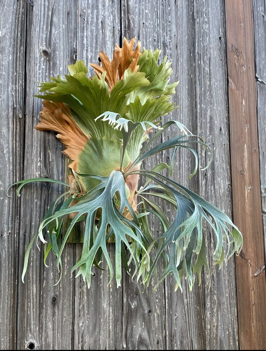 ■comolebi■ platycerium ビカクシダ コウモリラン Cpl