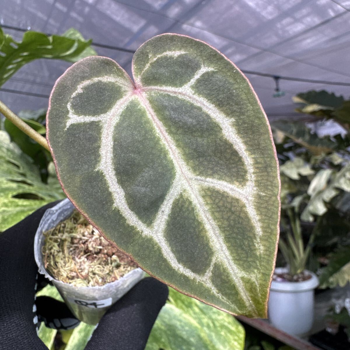 Q4 アンスリウム ‘クリスタル インドネシア’ × ‘レッドクリスタルテズラ’