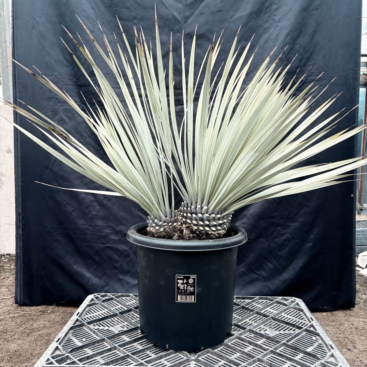 ①ユッカ ロストラータ 青白選抜株！ 検) ドライガーデン 観葉植物 アガベ ヤシ サボテン 庭木 植木 ガーデニング 国内実生株 耐寒性抜群