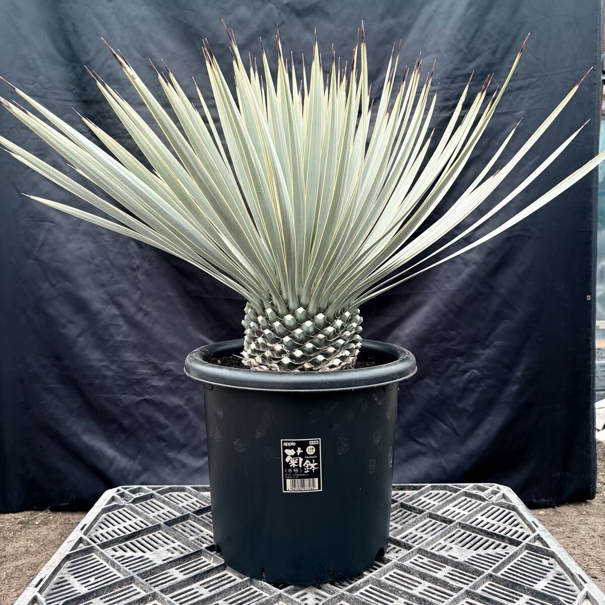 ②ユッカ ロストラータ 青白選抜株！ 検) ドライガーデン 観葉植物 アガベ ヤシ サボテン 庭木 植木 ガーデニング 国内実生株 耐寒性抜群