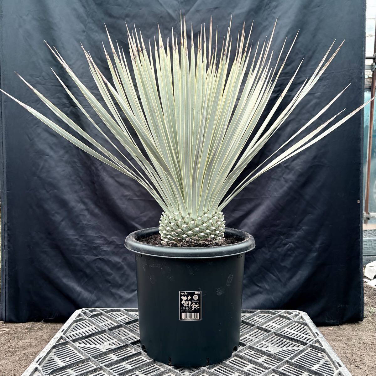 ③ユッカ ロストラータ 青白選抜株！ 検) ドライガーデン 観葉植物 アガベ ヤシ サボテン 庭木 植木 ガーデニング 国内実生株 耐寒性抜群