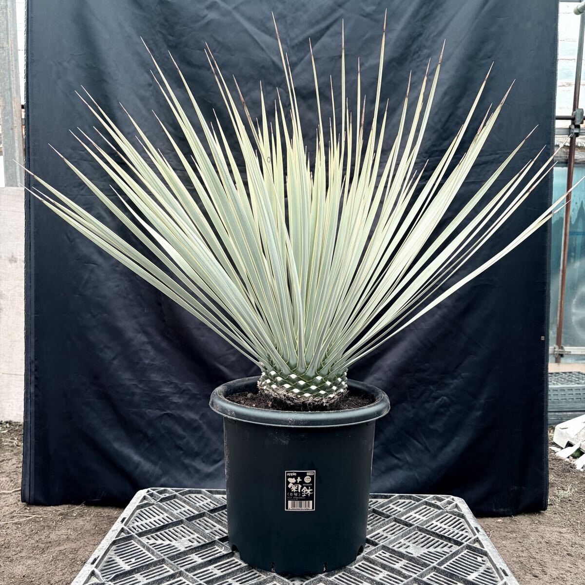④ユッカ ロストラータ 青白選抜株！ 検) ドライガーデン 観葉植物 アガベ ヤシ サボテン 庭木 植木 ガーデニング 国内実生株 耐寒性抜群