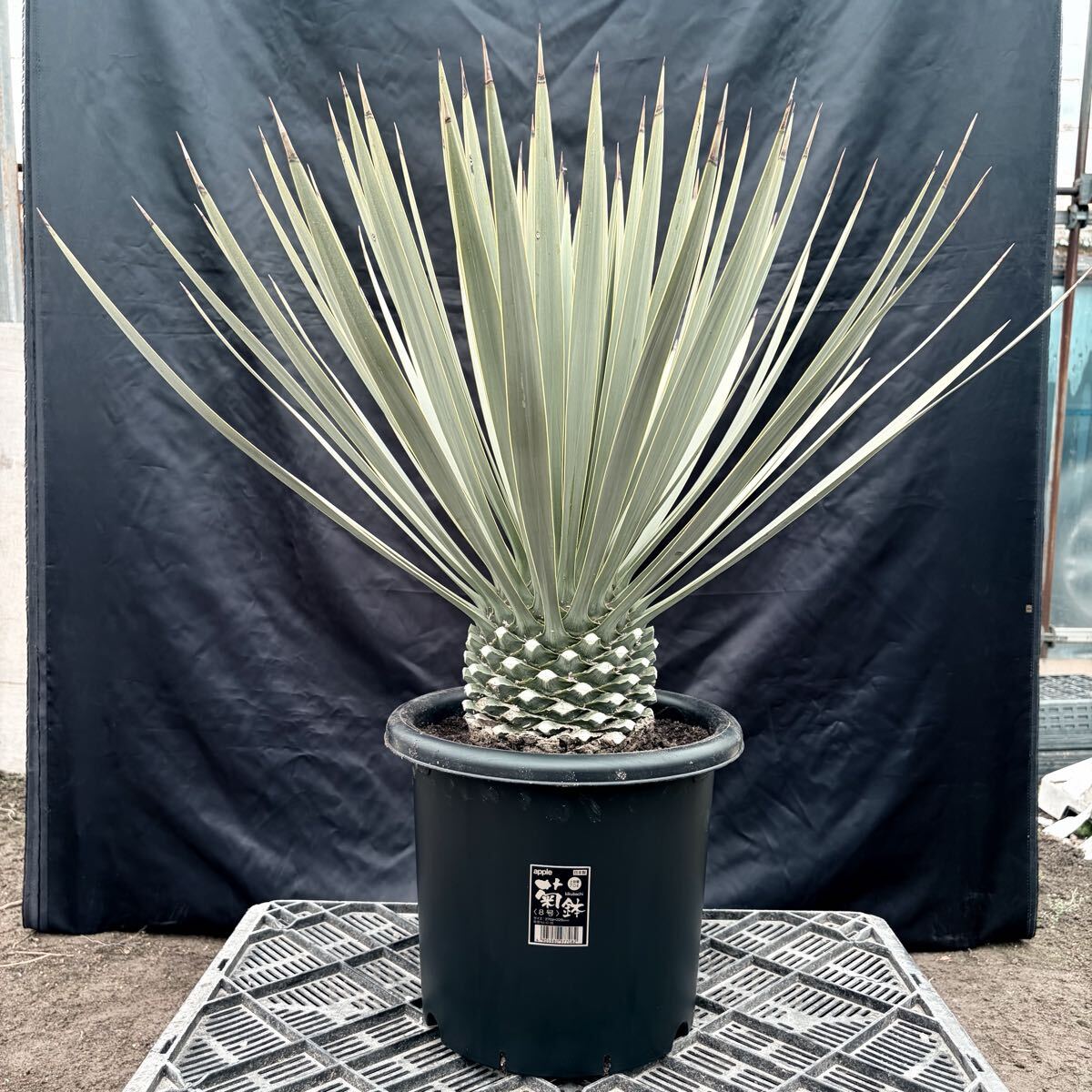 ⑤ユッカ ロストラータ 青白選抜株！ 検) ドライガーデン 観葉植物 アガベ ヤシ サボテン 庭木 植木 ガーデニング 国内実生株 耐寒性抜群