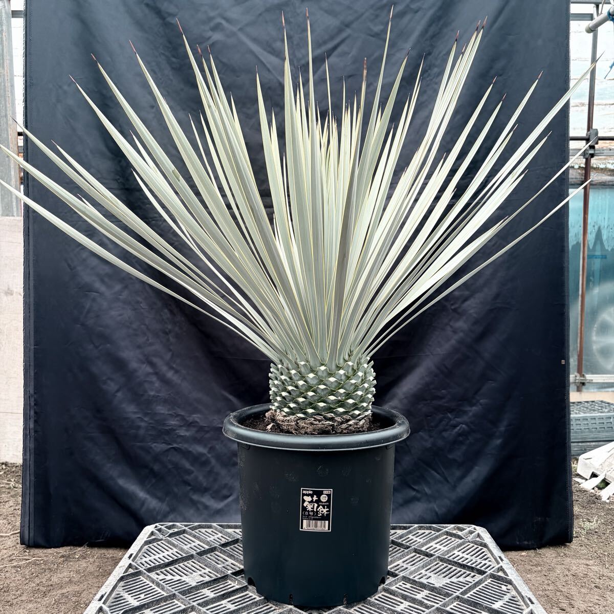 ⑦ユッカ ロストラータ 青白選抜株！ 検) ドライガーデン 観葉植物 アガベ ヤシ サボテン 庭木 植木 ガーデニング 国内実生株 耐寒性抜群