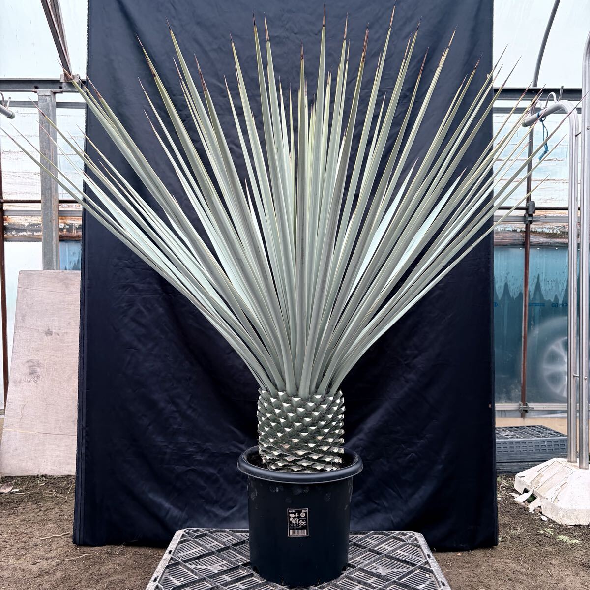 ①ユッカ リギダ 特大極太株！ 検) ドライガーデン 観葉植物 アガベ ヤシ サボテン 幹太株 地植え株 耐寒性抜群 国内実生株 ロストラータ