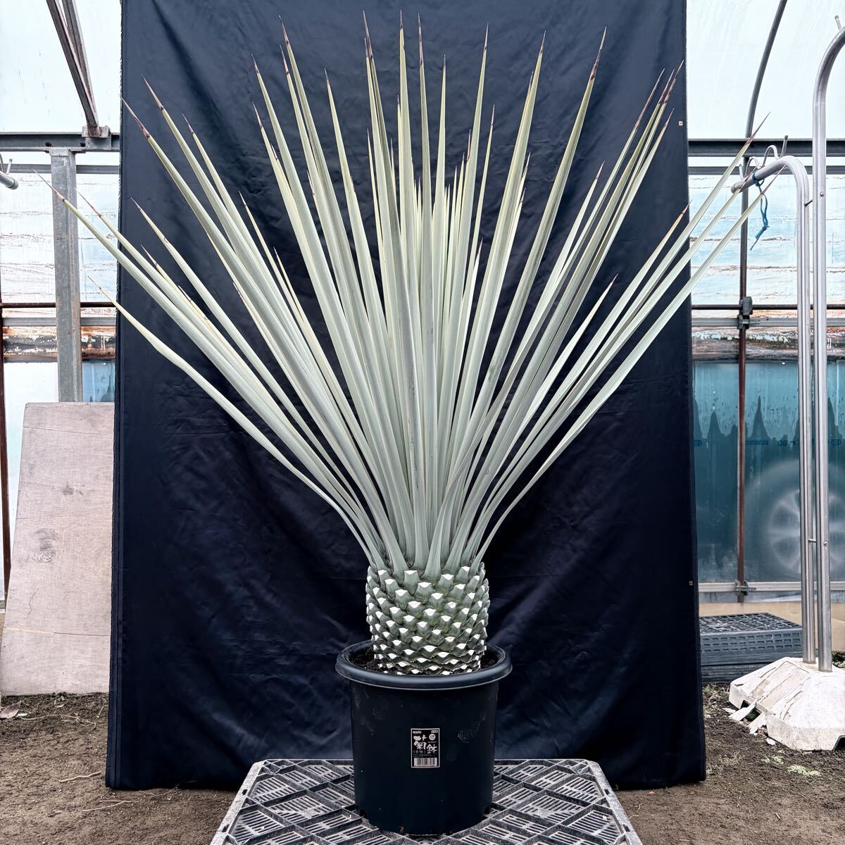 ②ユッカ リギダ 特大極太株！ 検) ドライガーデン 観葉植物 アガベ ヤシ サボテン 幹太株 地植え株 耐寒性抜群 国内実生株 ロストラータ