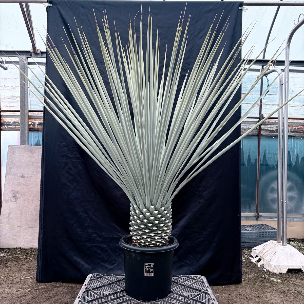 ③ユッカ リギダ 特大極太株！ 検) ドライガーデン 観葉植物 アガベ ヤシ サボテン 幹太株 地植え株 耐寒性抜群 国内実生株 ロストラータ