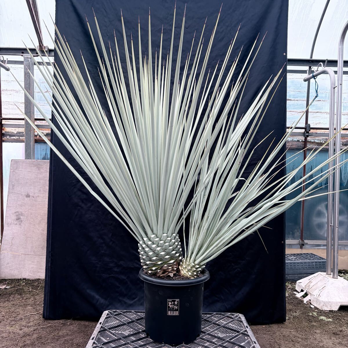 ④ユッカ リギダ 特大極太株！ 検) ドライガーデン 観葉植物 アガベ ヤシ サボテン 幹太株 地植え株 耐寒性抜群 国内実生株 ロストラータ