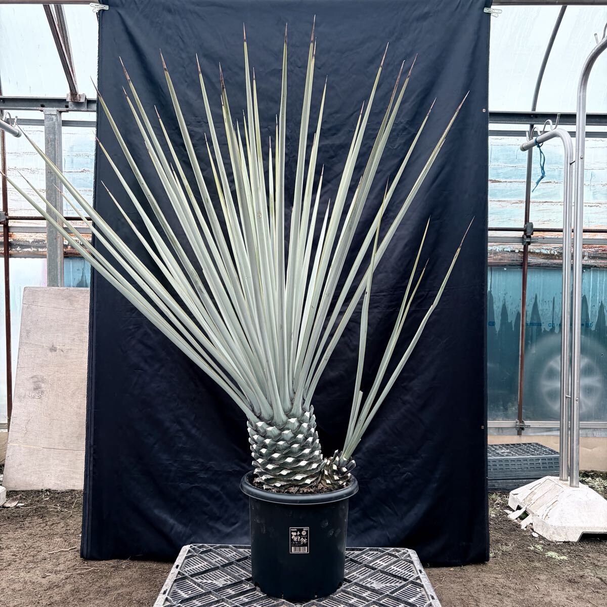 ⑤ユッカ リギダ 特大極太株！ 検) ドライガーデン 観葉植物 アガベ ヤシ サボテン 幹太株 地植え株 耐寒性抜群 国内実生株 ロストラータ
