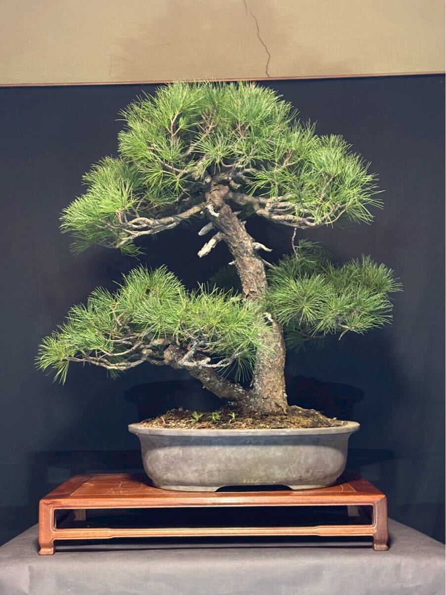 五葉松 山採盆栽 古木 大品 盆栽 盆栽リース　盆栽レンタル