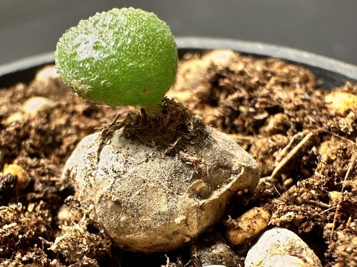 No.894 特選 珍奇植物 塊根植物 Tylecodon similisチレコドン シミリス コーデックス厳選株