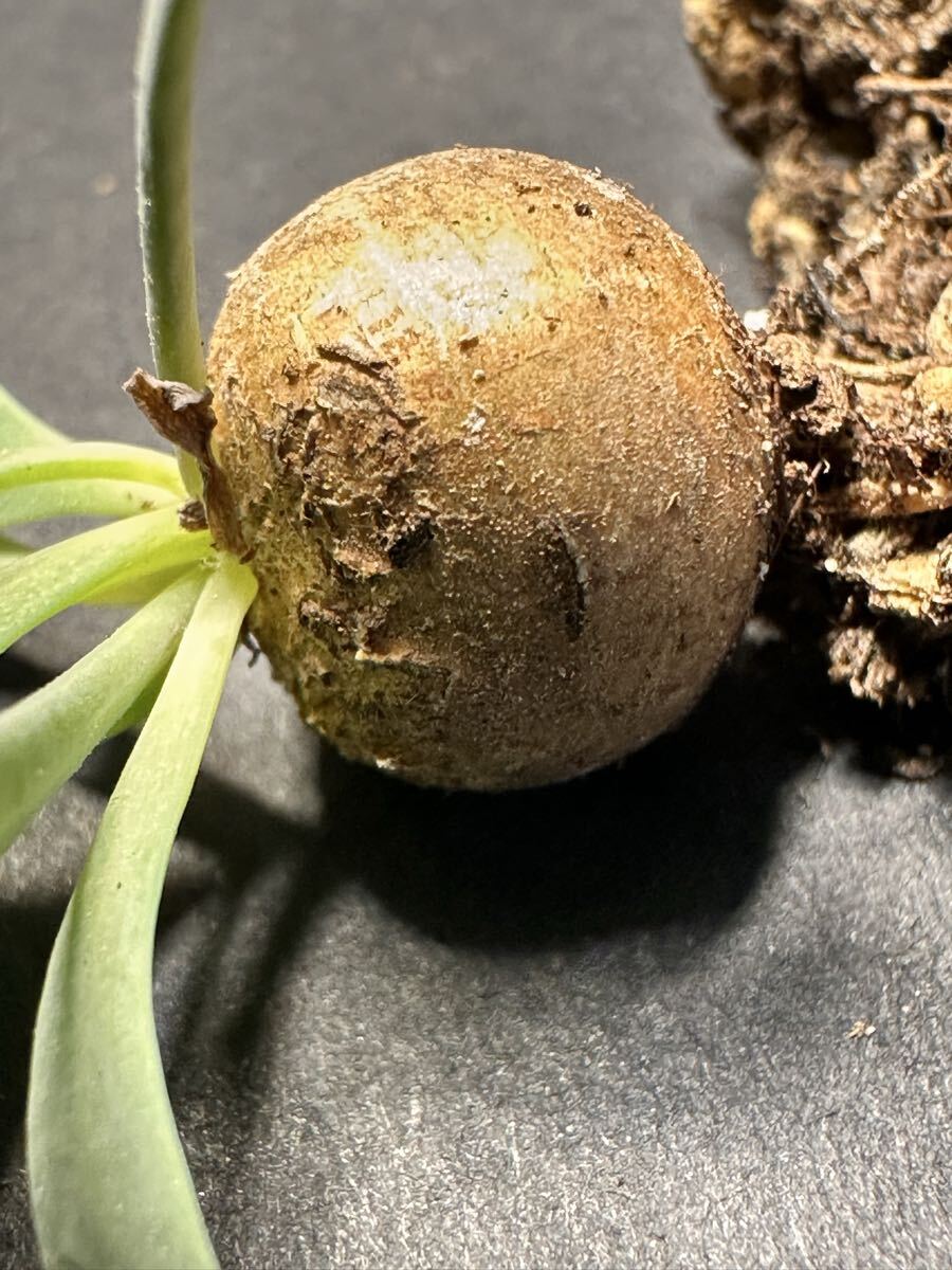 No.836 塊根植物 Othonna cacalioidesオトンナ・カカリオイデス 現地株 発根済み小株1-1.5cm