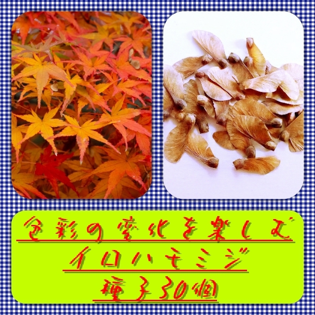 【送料無料】イロハモミジ種子30個