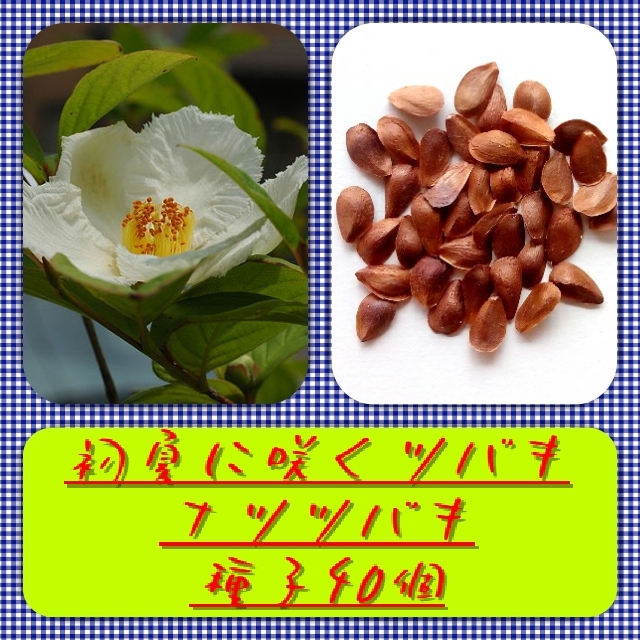 【送料無料】ナツツバキ種子40個