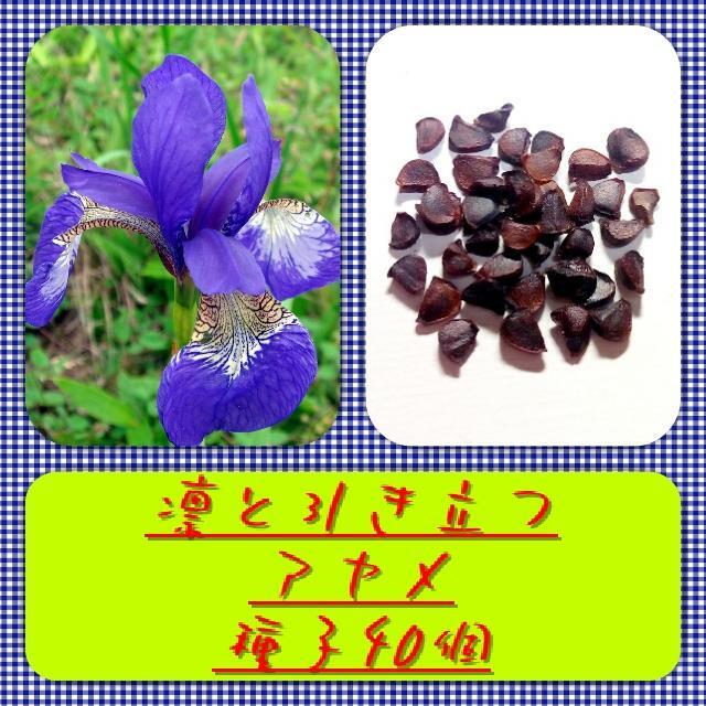 【送料無料】アヤメ種子40個