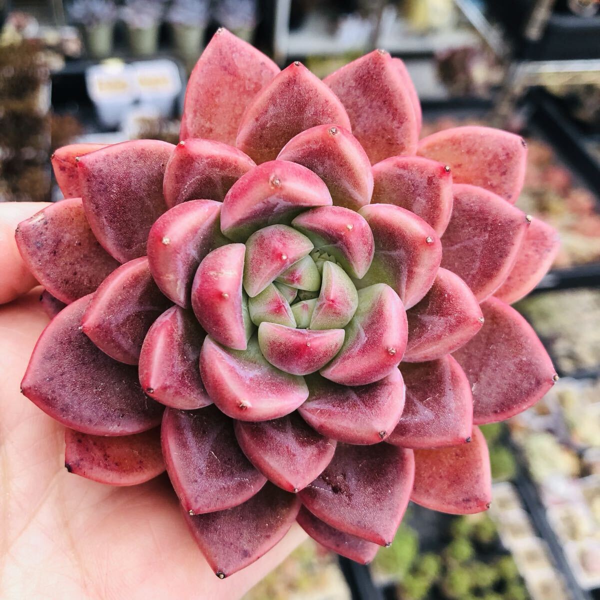 ルビークラウン　大苗　エケベリア　多肉植物