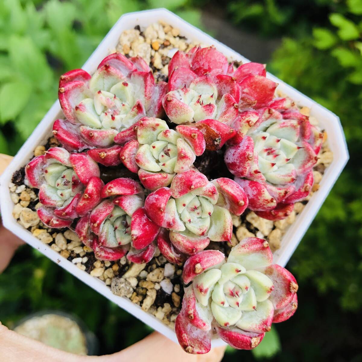 紗羅姫牡丹　群生　エケベリア　多肉植物