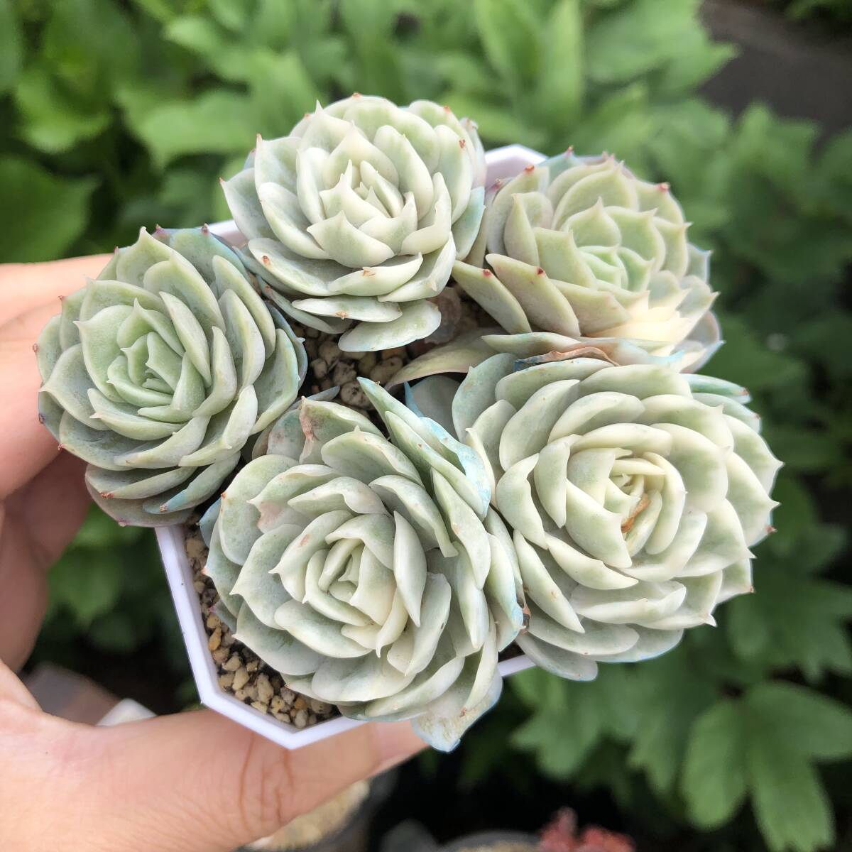 アンスノー錦　群生　5頭　エケベリア　多肉植物