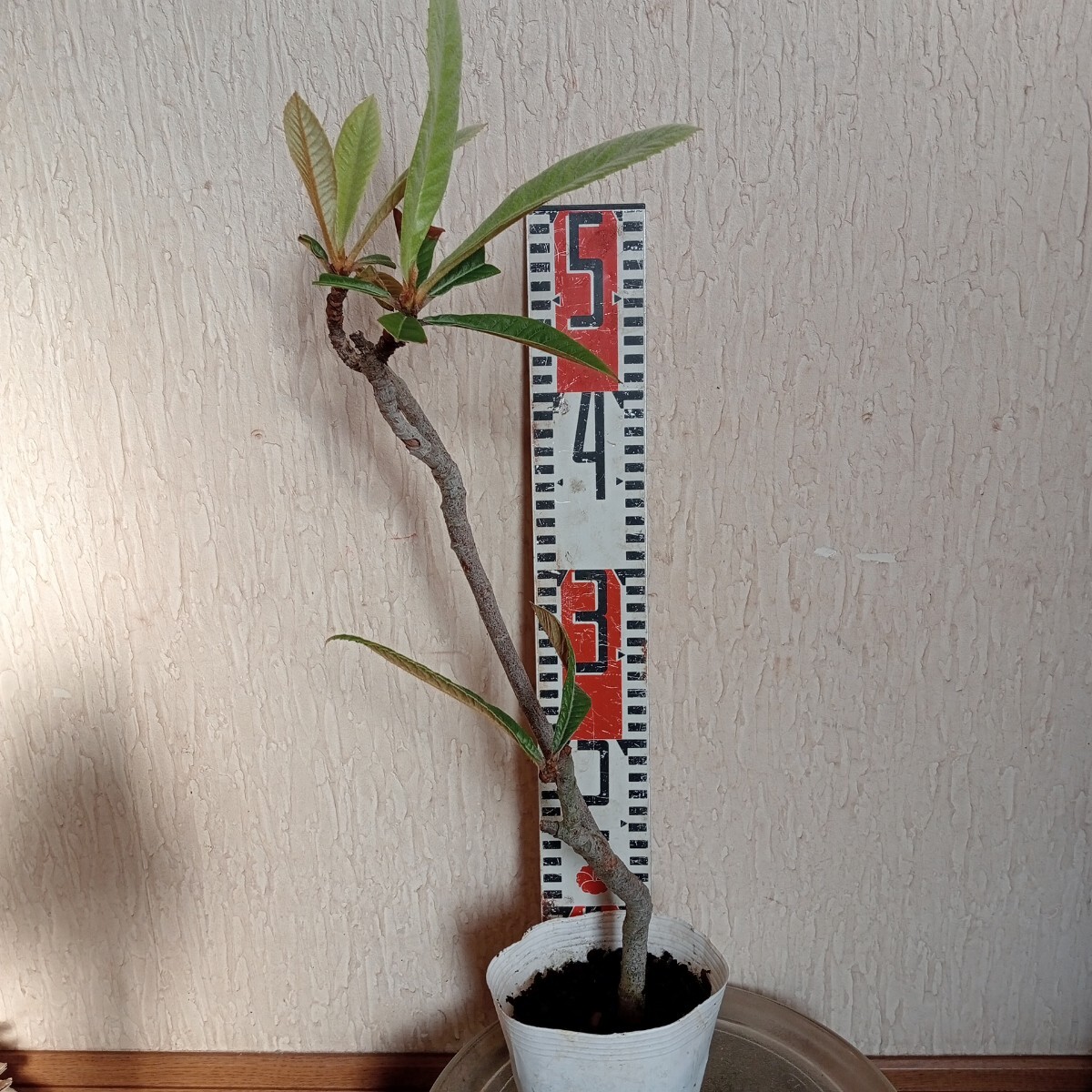 果実苗木　茂木ビワの苗　50cm ほど 　した