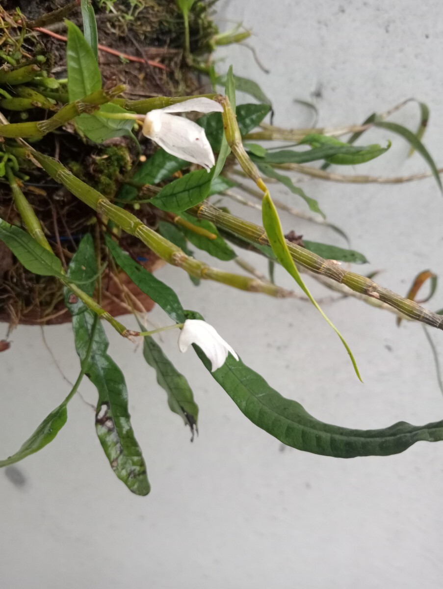 セッコク　 着生ラン その他