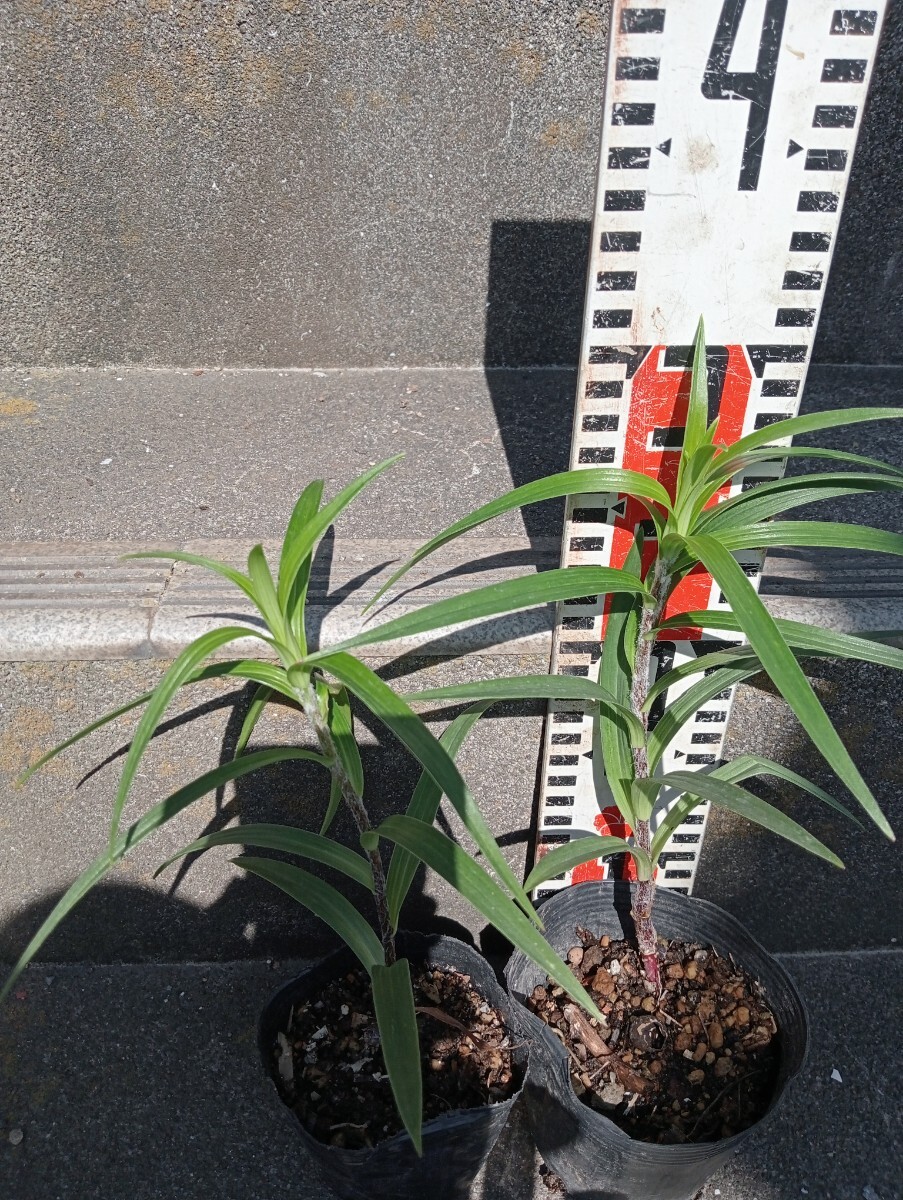 山野草 オニユリ 苗　二鉢　べ