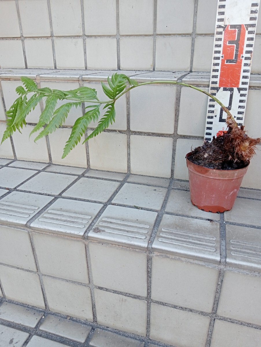 シダ山野草　コモチ シダ　ハチジョウカグマ？　べ