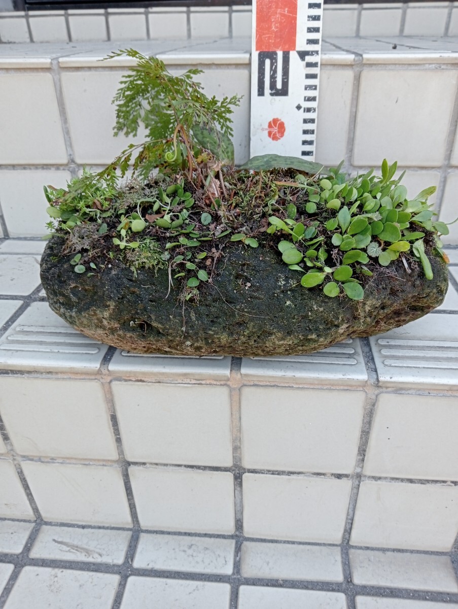 コケ 盆栽　石4.3km ほど山野草　マメヅタ　ホトトギス　タマシダ　のきしのぶ ？など　不明シダ　下