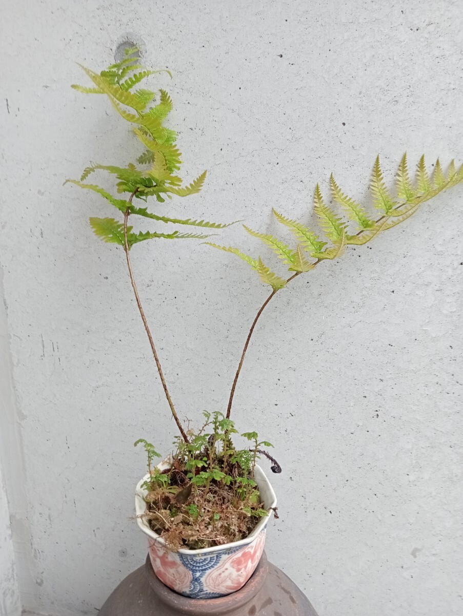 シダ山野草　べ二シダ？コモチ シダ？　ハチジョウカグマ？　下