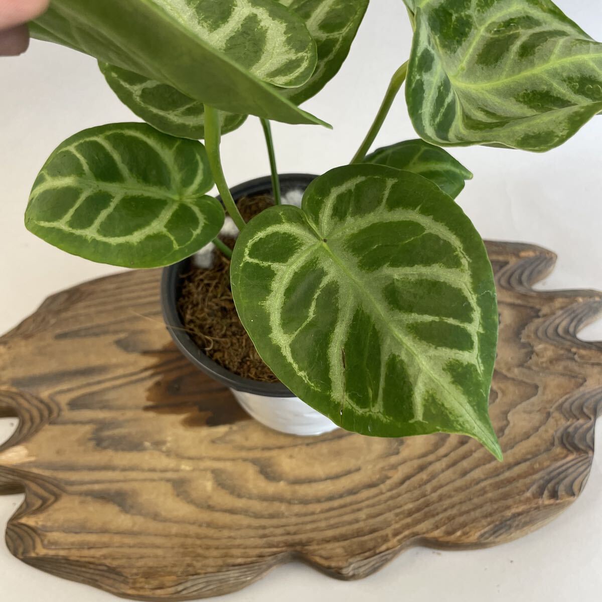 {$data['title']拍卖