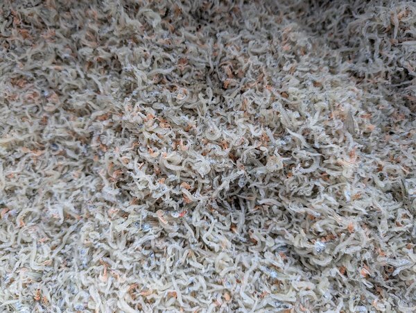 [海の棚　期末特売]　新物! 土佐ちりめん 約500g乾燥ok　混ざりものサイズ極小