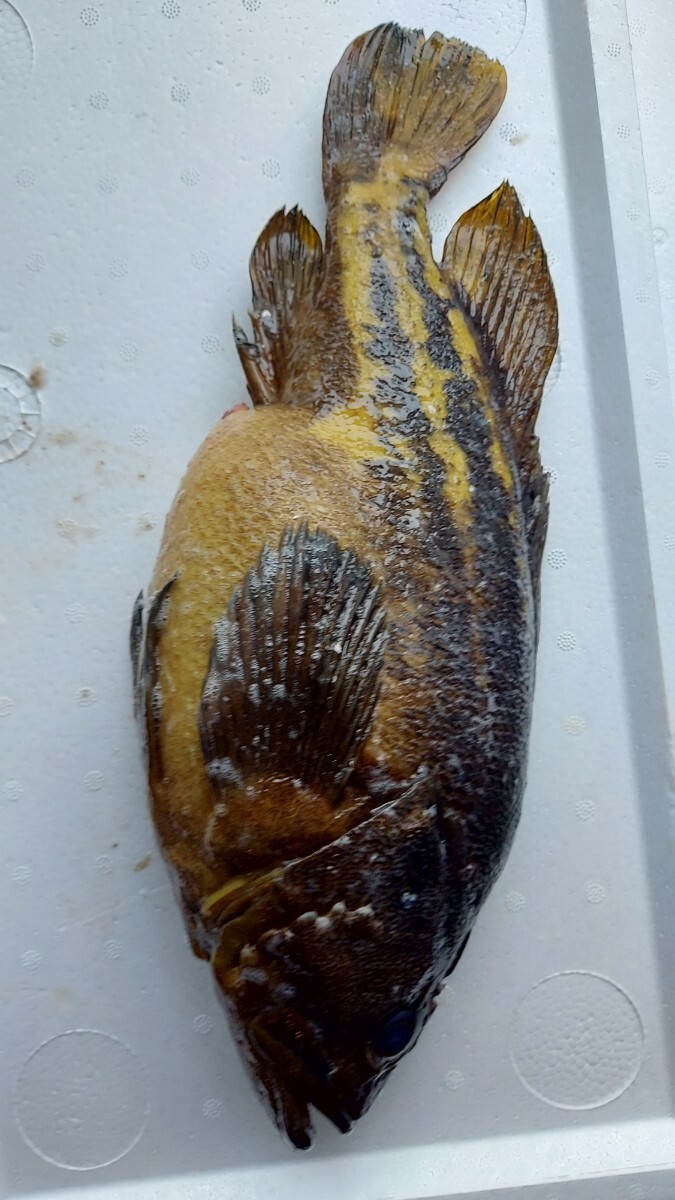 巨大シマゾイ45cm1300g1匹1298円即決