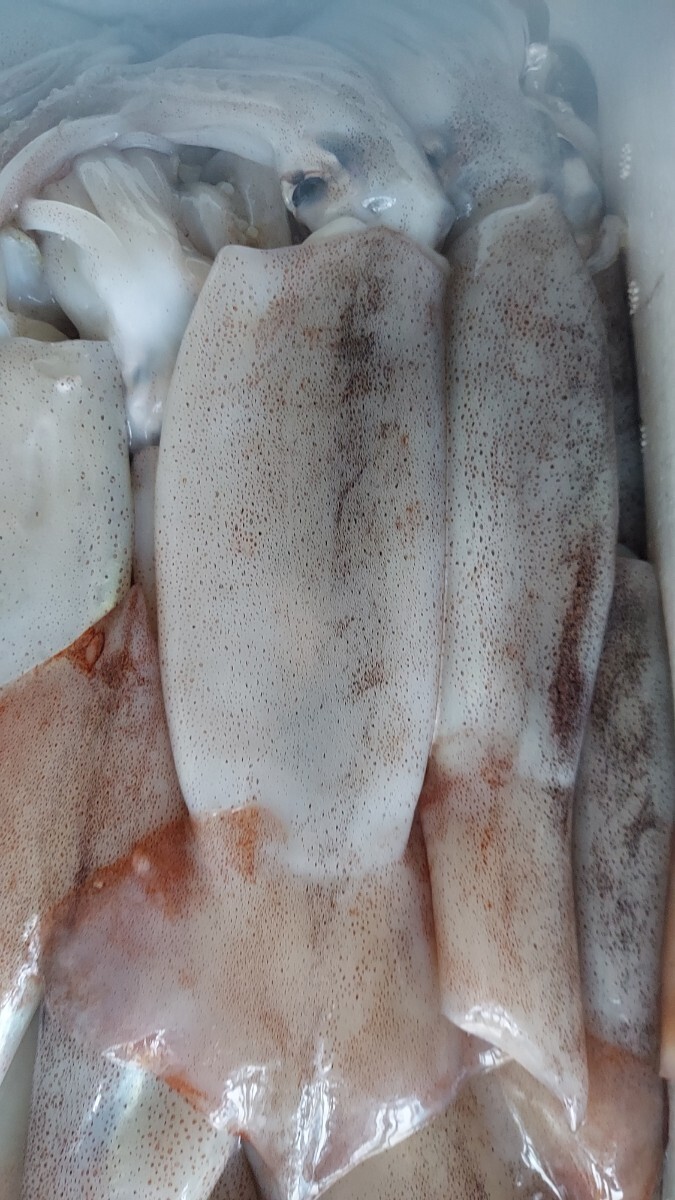 大中型スルメイカ30cm位1匹198円即決