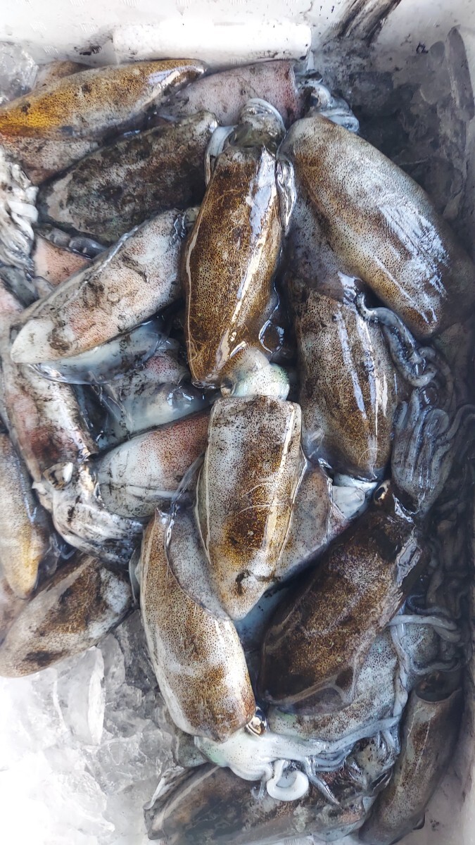 天然アオリイカ4匹500gセット1998円即決