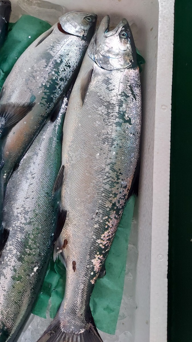 サクラマス小キズ45cm700g1匹1390円即決