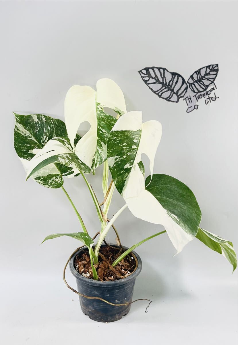 「434」SALE 即決！　MONSTERA ALBO BORSIGIANA VARIEGATA 白斑　モンステラ アルボ ボルシギアナ　斑入り